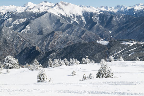 chien-montagne-pyrenees